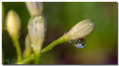Reflectie in waterdruppel